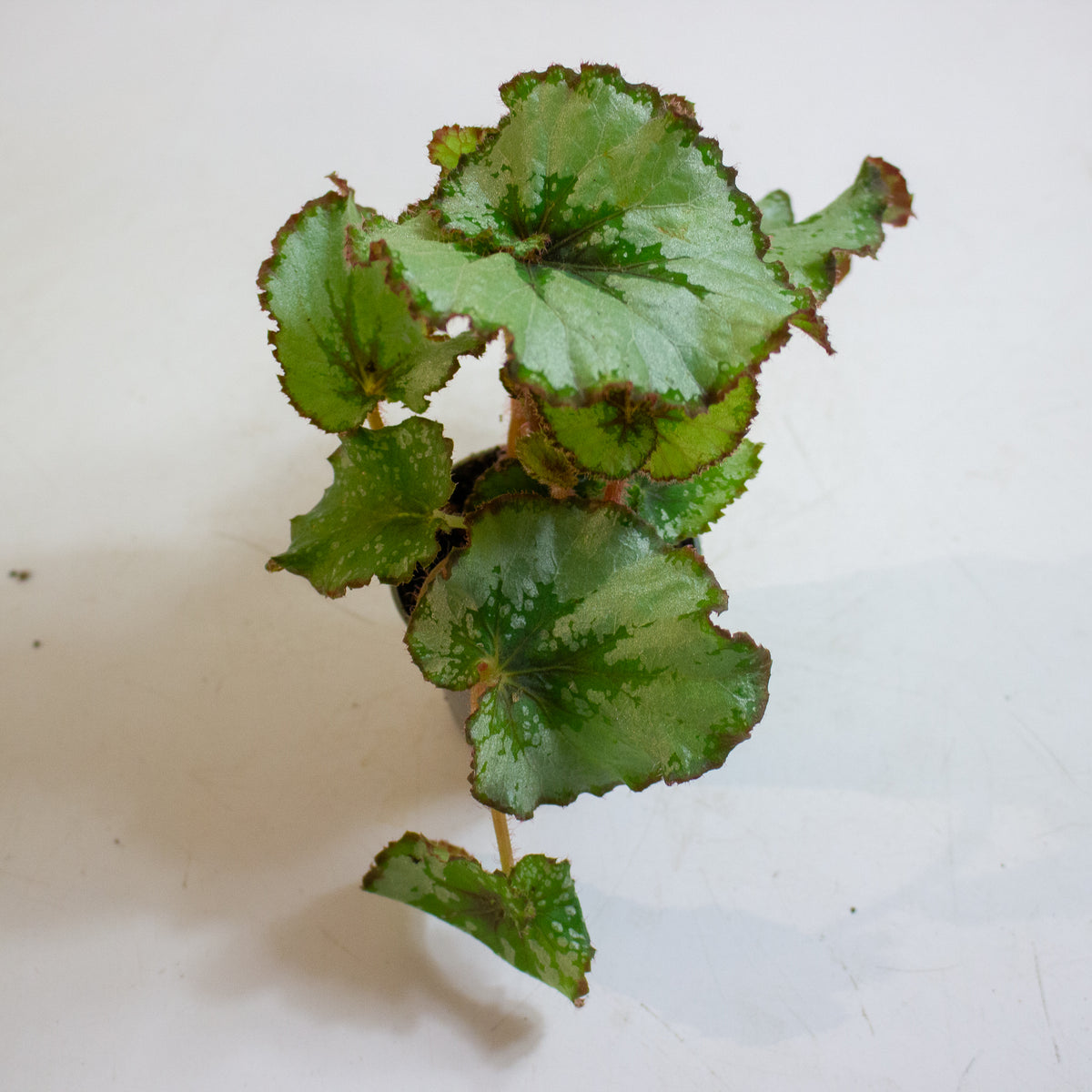 Begonia Rex Escargot 6cm H15cm