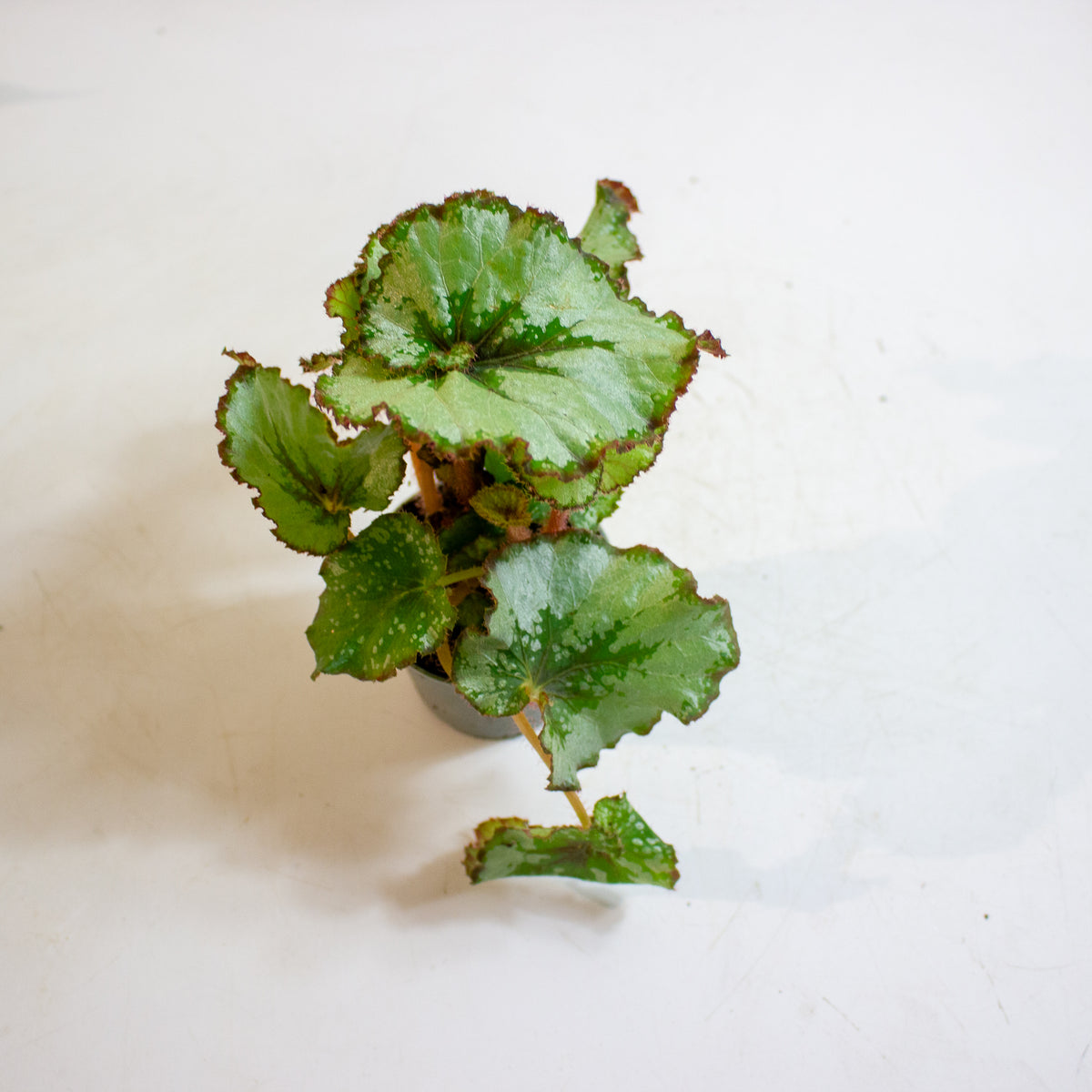 Begonia Rex Escargot 6cm H15cm