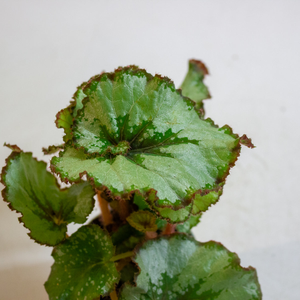 Begonia Rex Escargot 6cm H15cm
