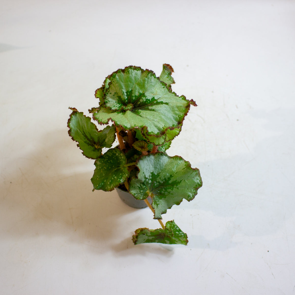 Begonia Rex Escargot 6cm H15cm