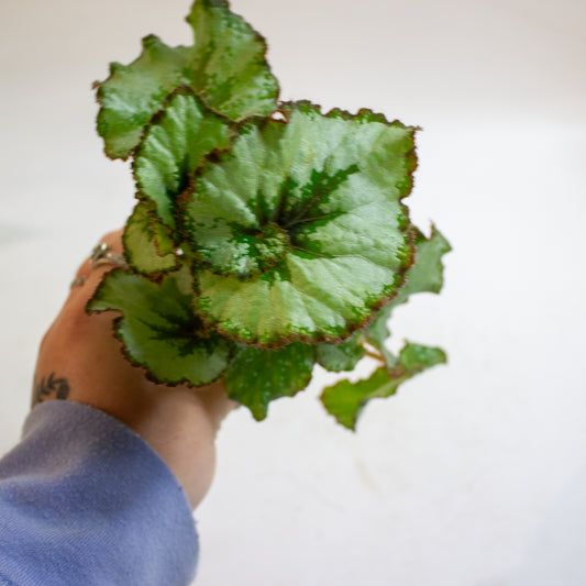 Begonia Rex Escargot 6cm H15cm