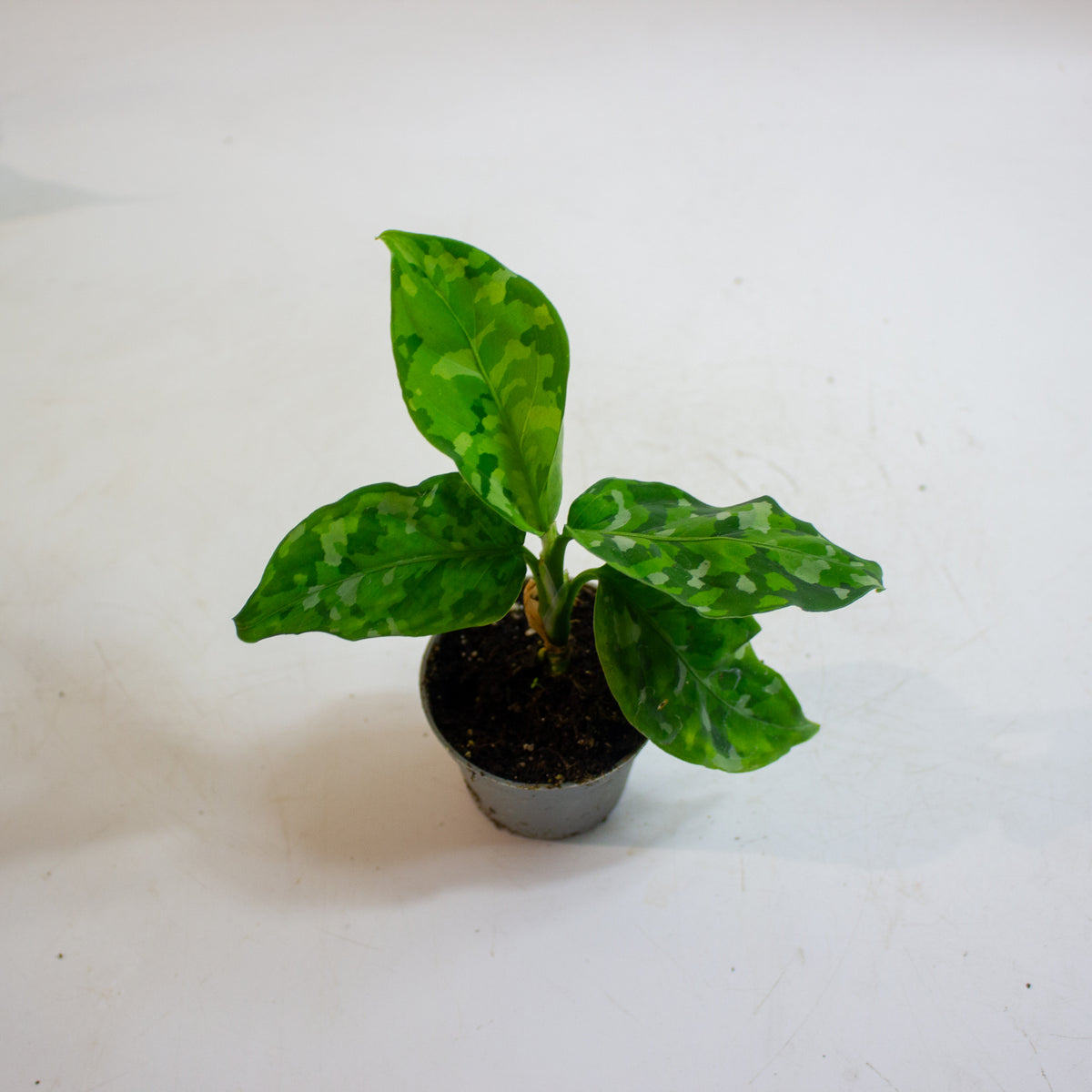 Aglaonema Pictum Tricolor 6cm H15cm