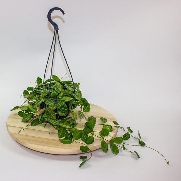 Dischidia ovata 14cm H40cm