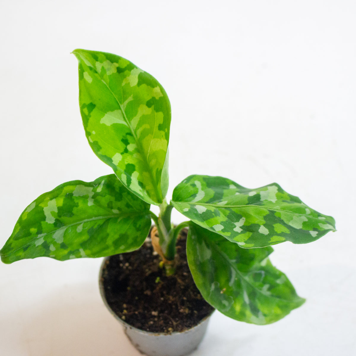 Aglaonema Pictum Tricolor 6cm H15cm