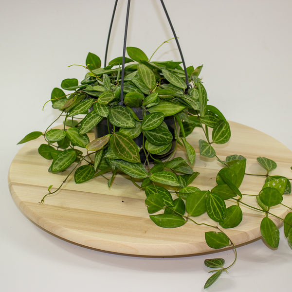 Dischidia ovata 14cm H40cm