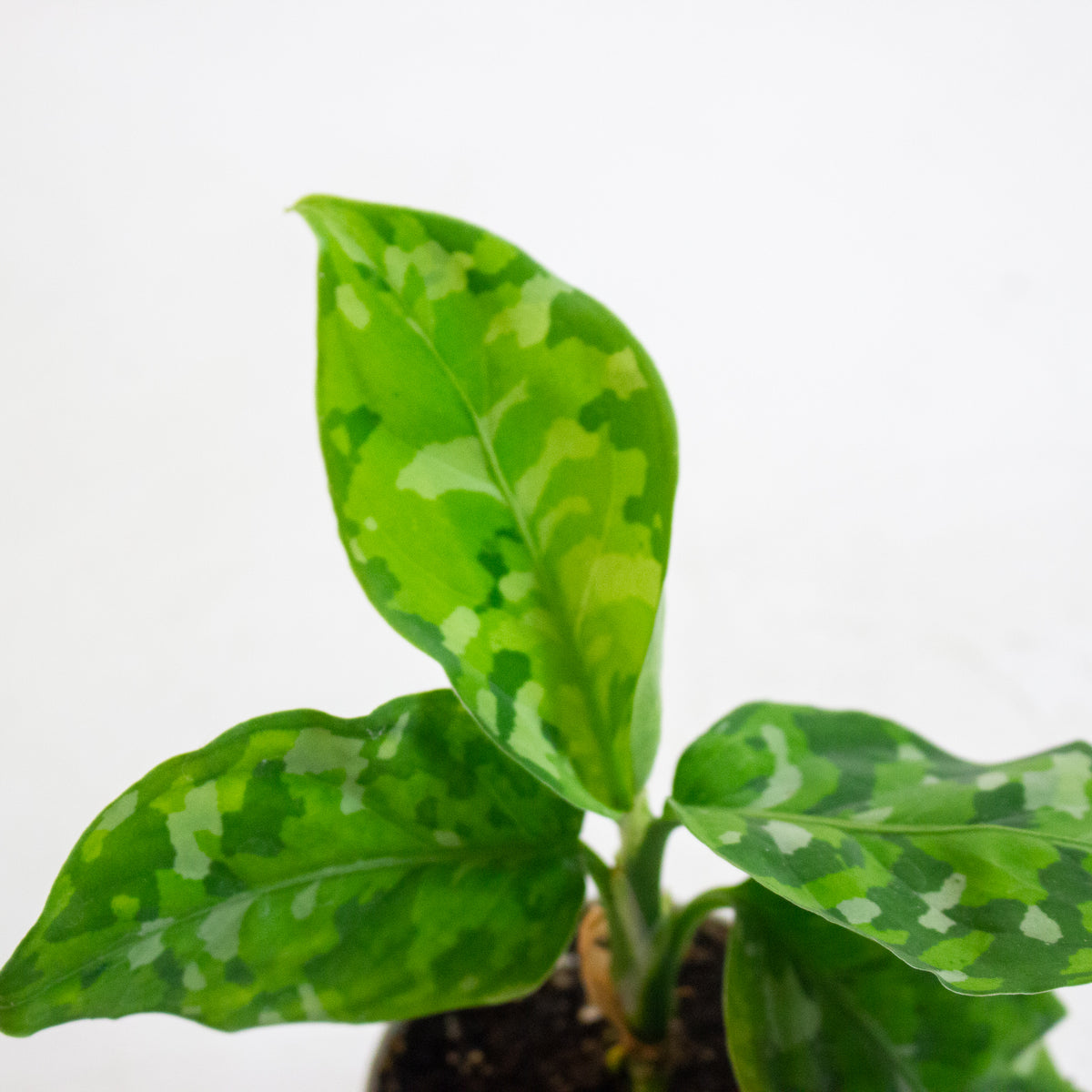 Aglaonema Pictum Tricolor 6cm H15cm