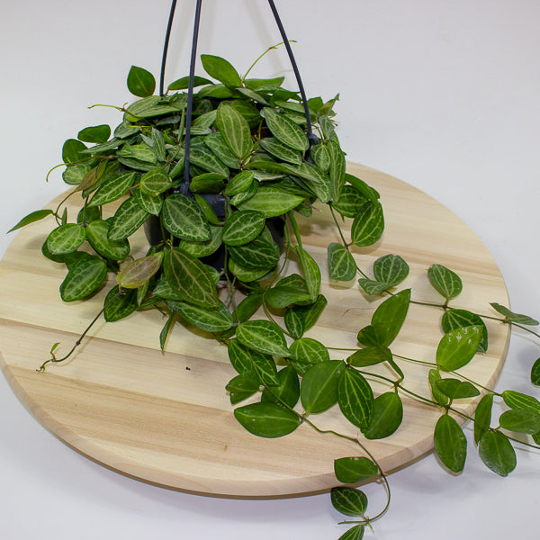 Dischidia ovata 14cm H40cm