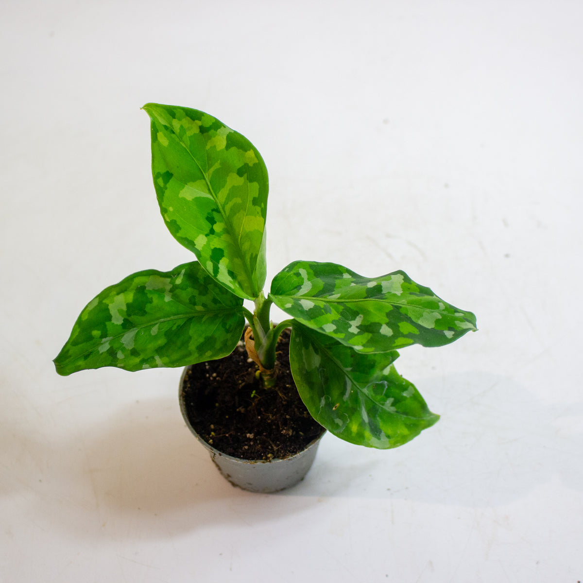 Aglaonema Pictum Tricolor 6cm H15cm