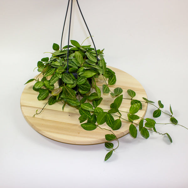 Dischidia ovata 14cm H40cm