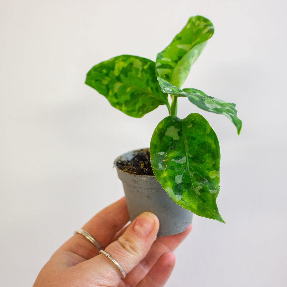 Aglaonema Pictum Tricolor 6cm H15cm