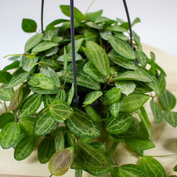 Dischidia ovata 14cm H40cm