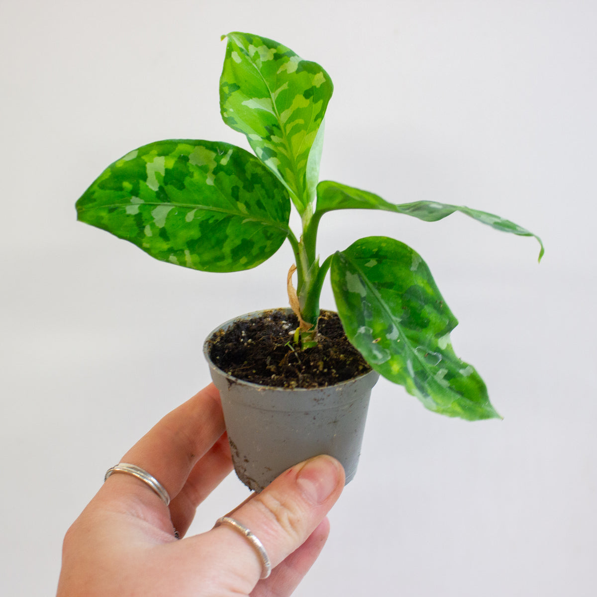 Aglaonema Pictum Tricolor 6cm H15cm