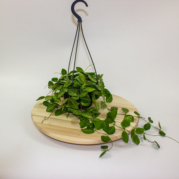 Dischidia ovata 14cm H40cm