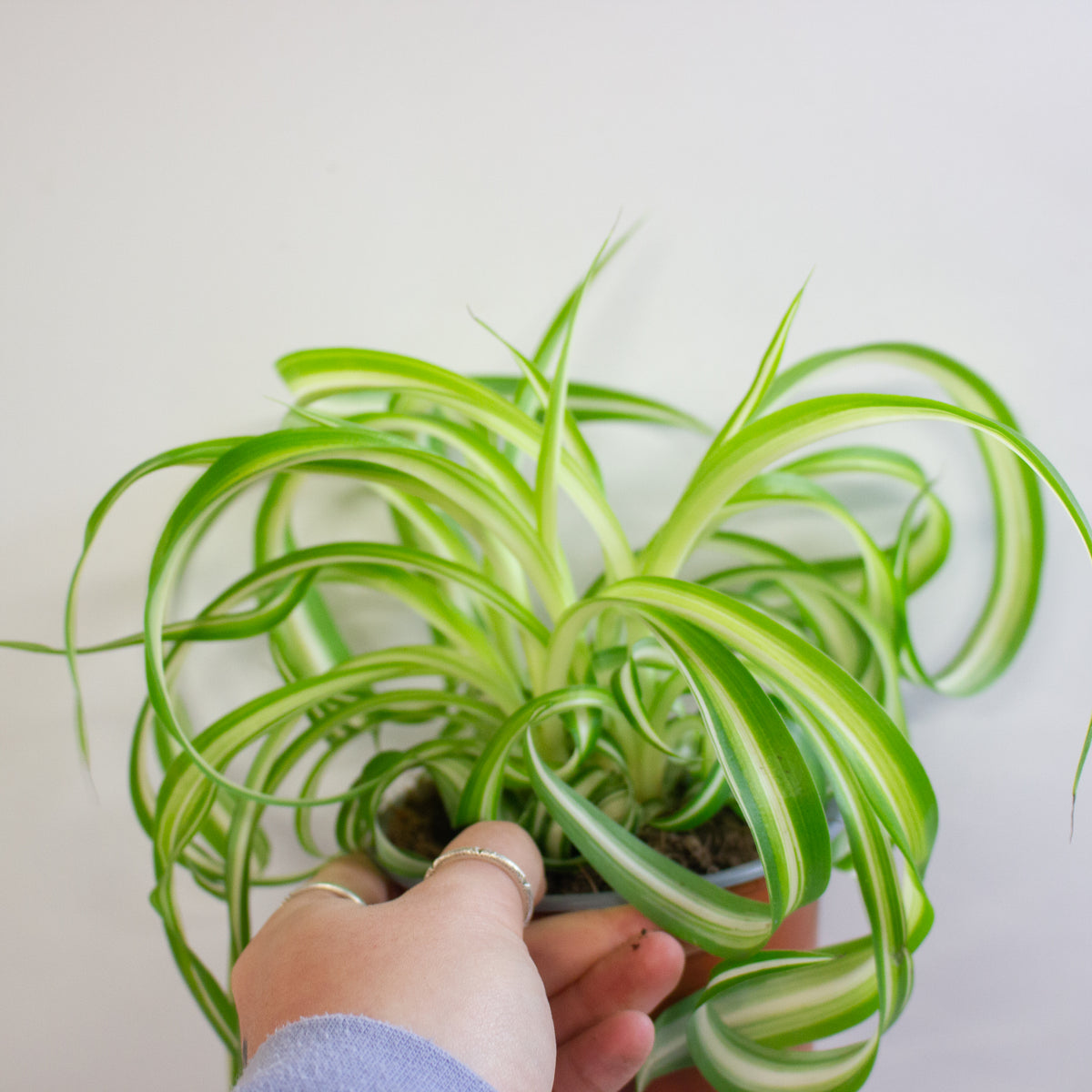 Chlorophytum Bonnie 12cm H20cm