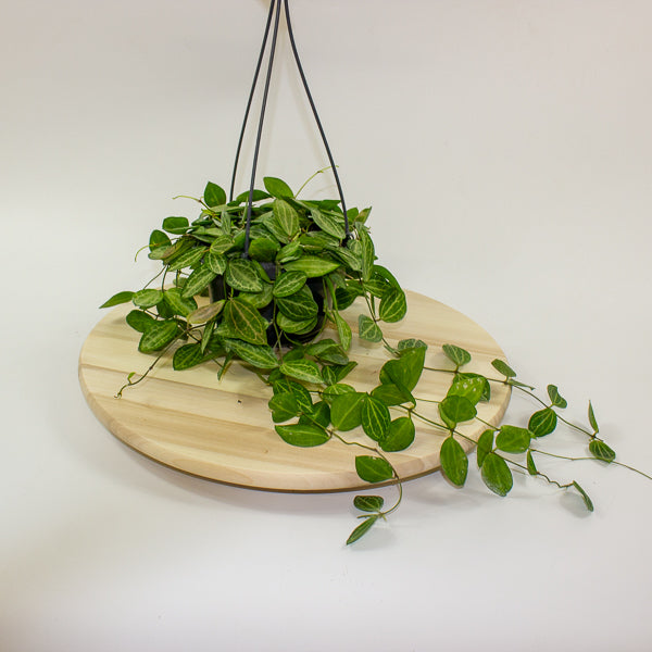 Dischidia ovata 14cm H40cm