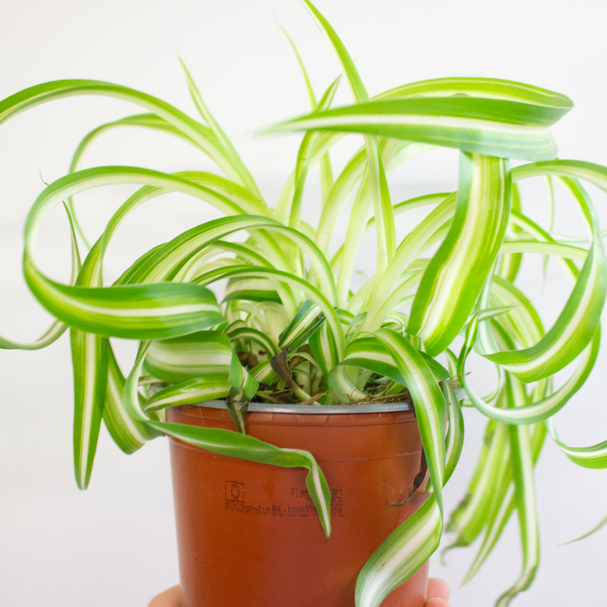 Chlorophytum Bonnie 12cm H20cm