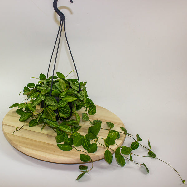 Dischidia ovata 14cm H40cm
