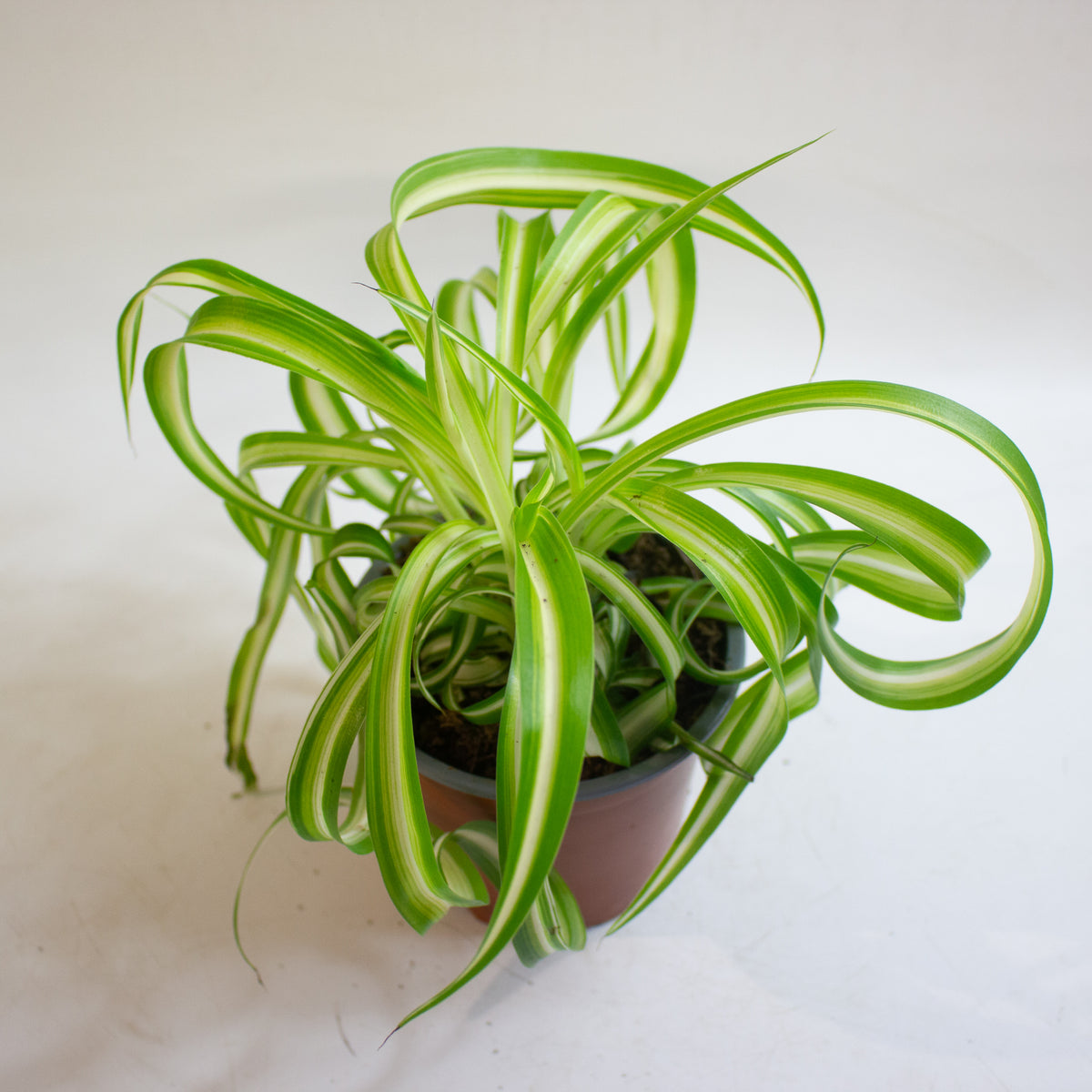 Chlorophytum Bonnie 12cm H20cm