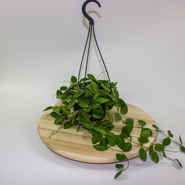 Dischidia ovata 14cm H40cm