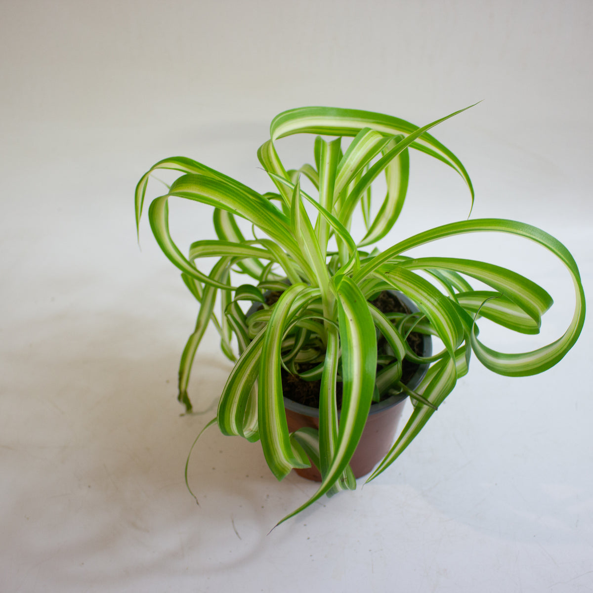 Chlorophytum Bonnie 12cm H20cm