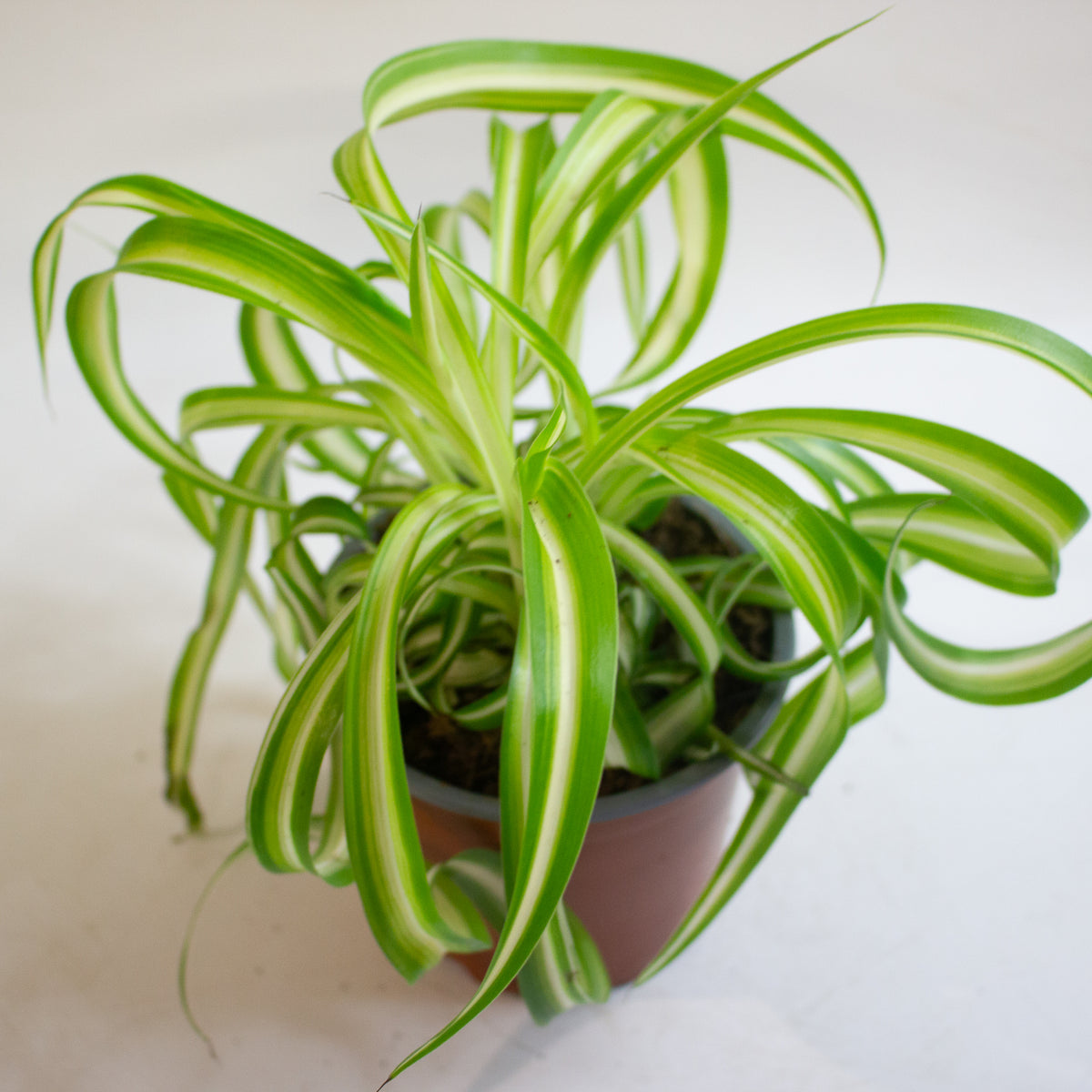 Chlorophytum Bonnie 12cm H20cm