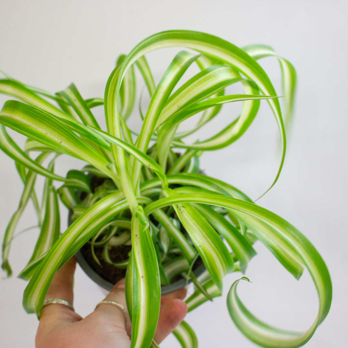 Chlorophytum Bonnie 12cm H20cm