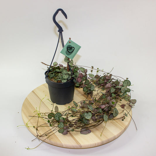Ceropegia woodii 12cm H30cm