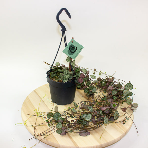 Ceropegia woodii 12cm H30cm