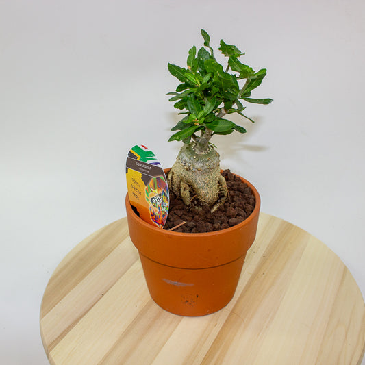 Fockea edulis 15cm H27.5cm