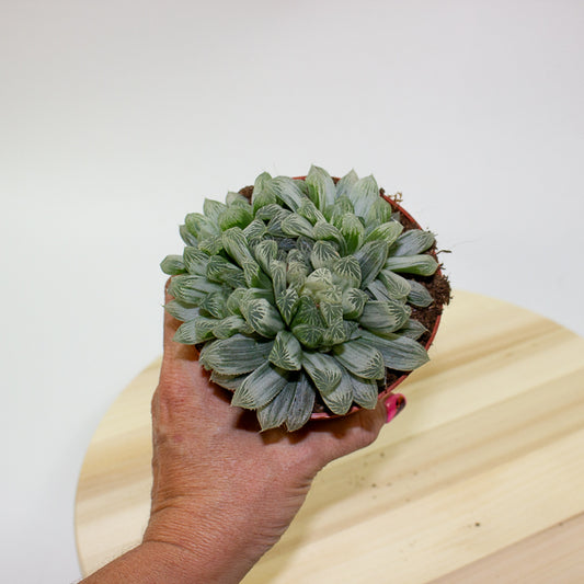 Haworthia cooperi pilifera Silver Swirl 10.5cm H11cm