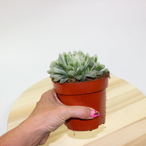Haworthia cooperi pilifera Silver Swirl 10.5cm H11cm