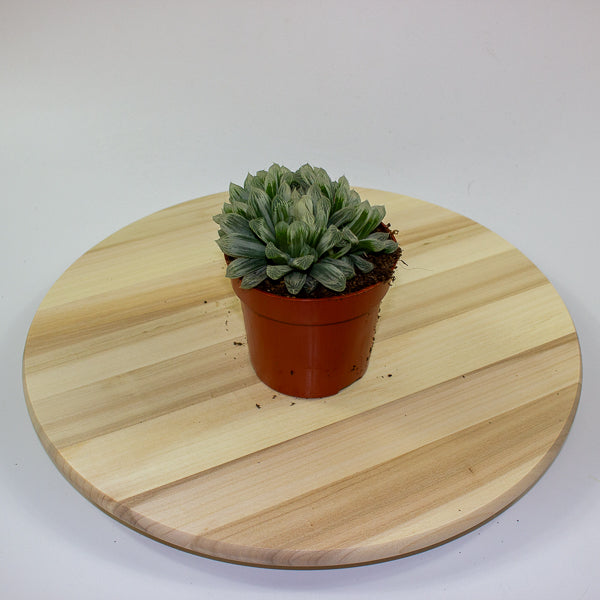Haworthia cooperi pilifera Silver Swirl 10.5cm H11cm