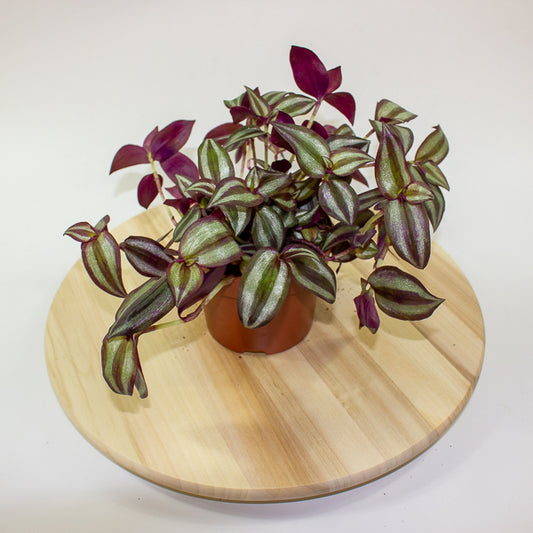 Tradescantia zebrina Violet Hill 12cm H17cm