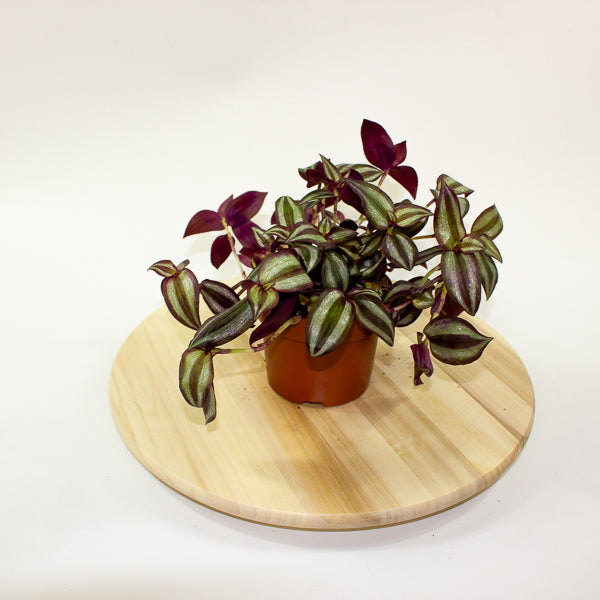 Tradescantia zebrina Violet Hill 12cm H17cm