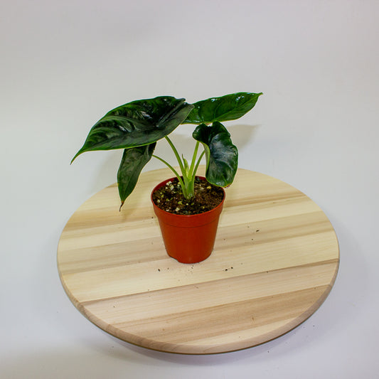 Alocasia Green Unicorn 9cm H15cm