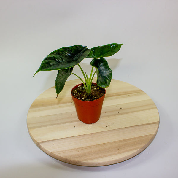 Alocasia 'Green Unicorn'