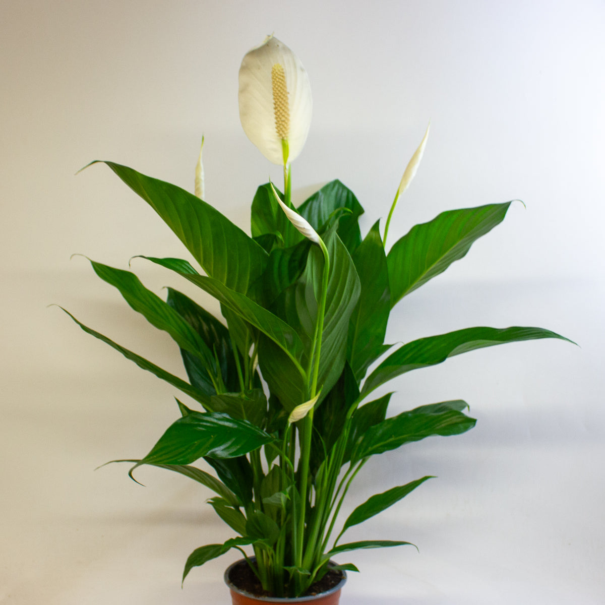 Spathiphyllum Bingo Cupido 17cm H60cm