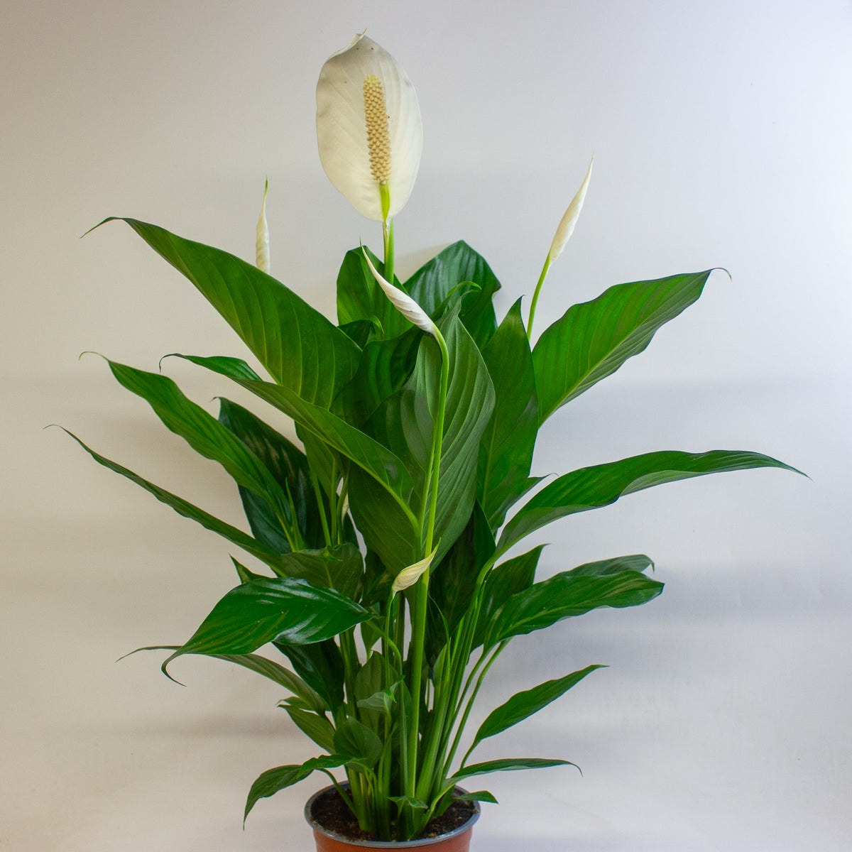 Spathiphyllum Bingo Cupido 17cm H60cm