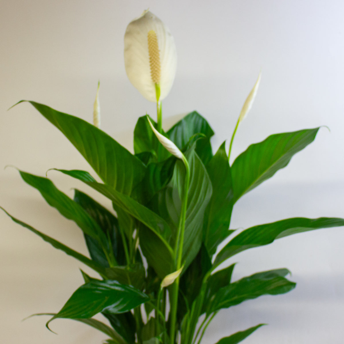 Spathiphyllum Bingo Cupido 17cm H60cm