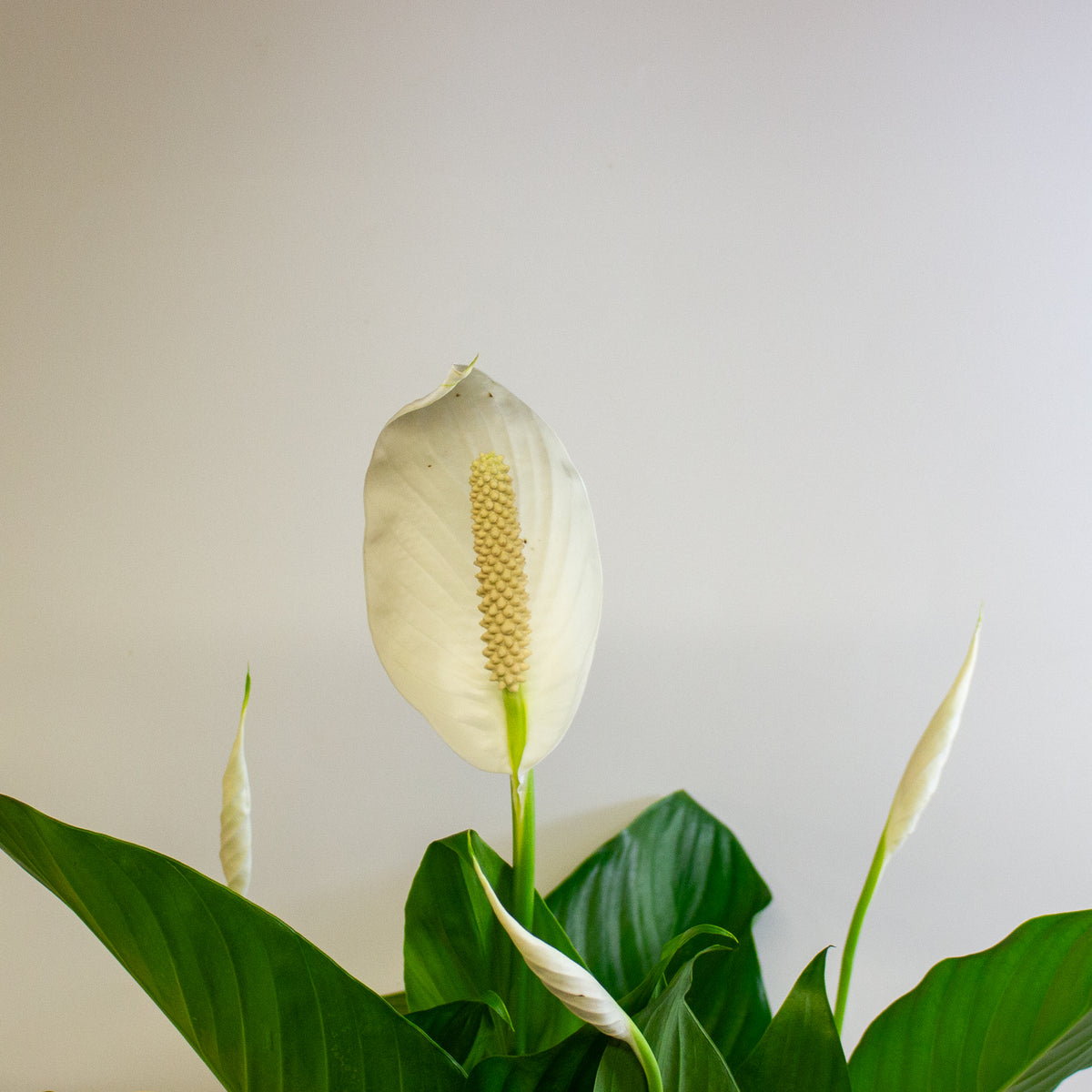 Spathiphyllum Bingo Cupido 17cm H60cm
