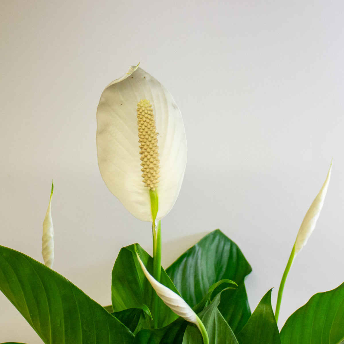Spathiphyllum Bingo Cupido 17cm H60cm