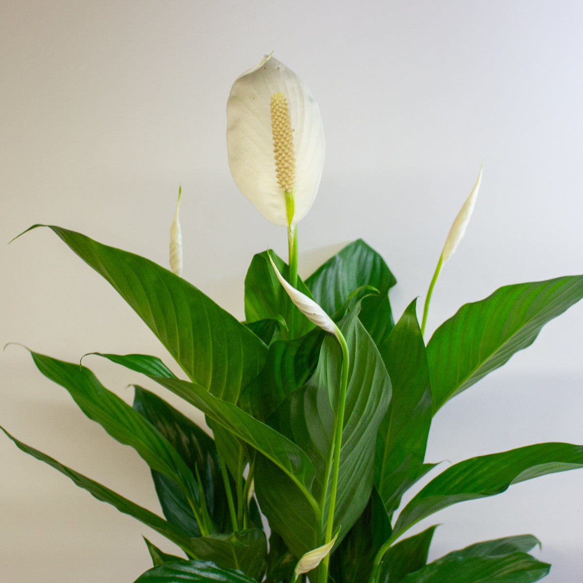 Spathiphyllum Bingo Cupido 17cm H60cm