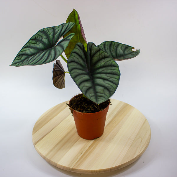 Alocasia nebula