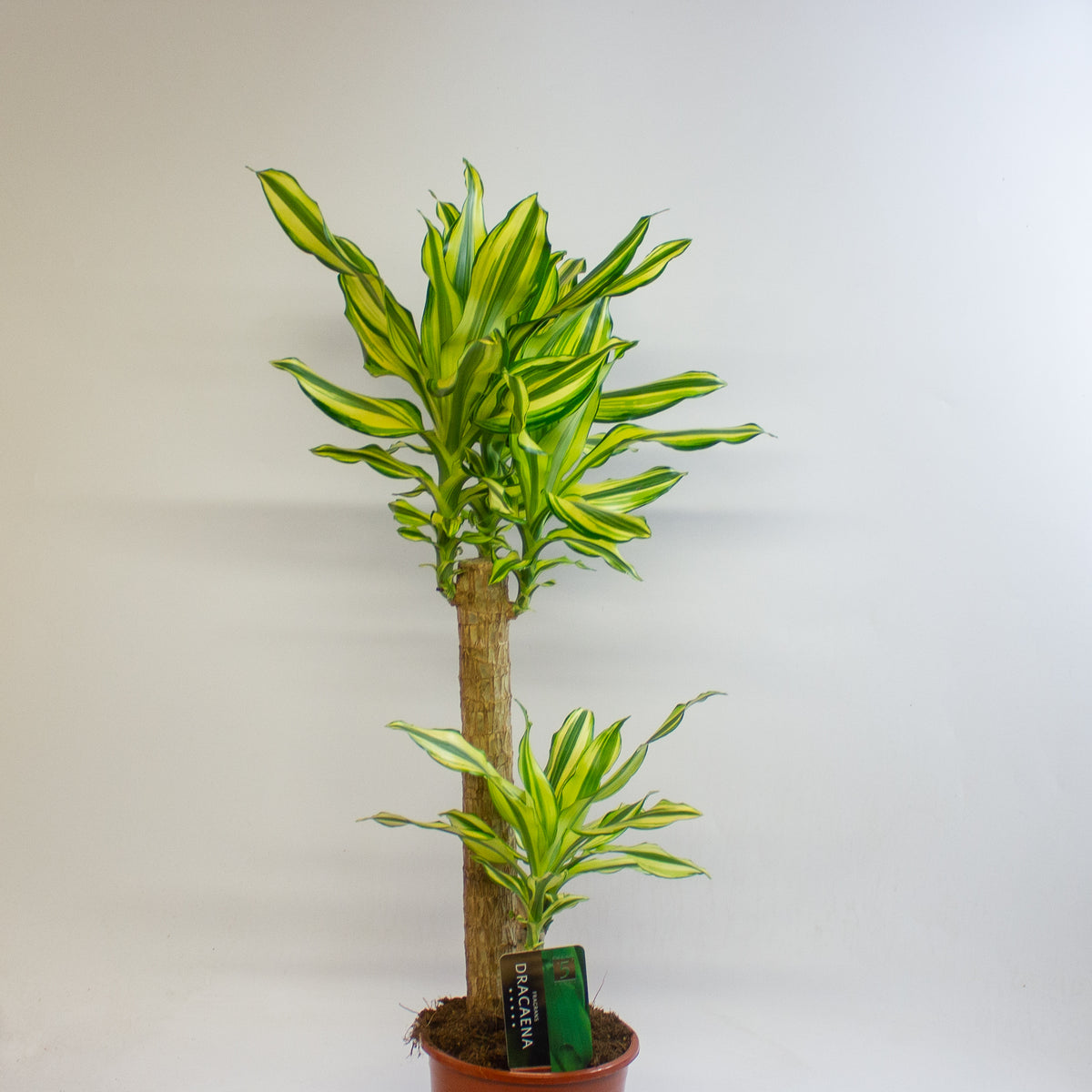 Dracaena Lemon and Lime 17cm H60cm
