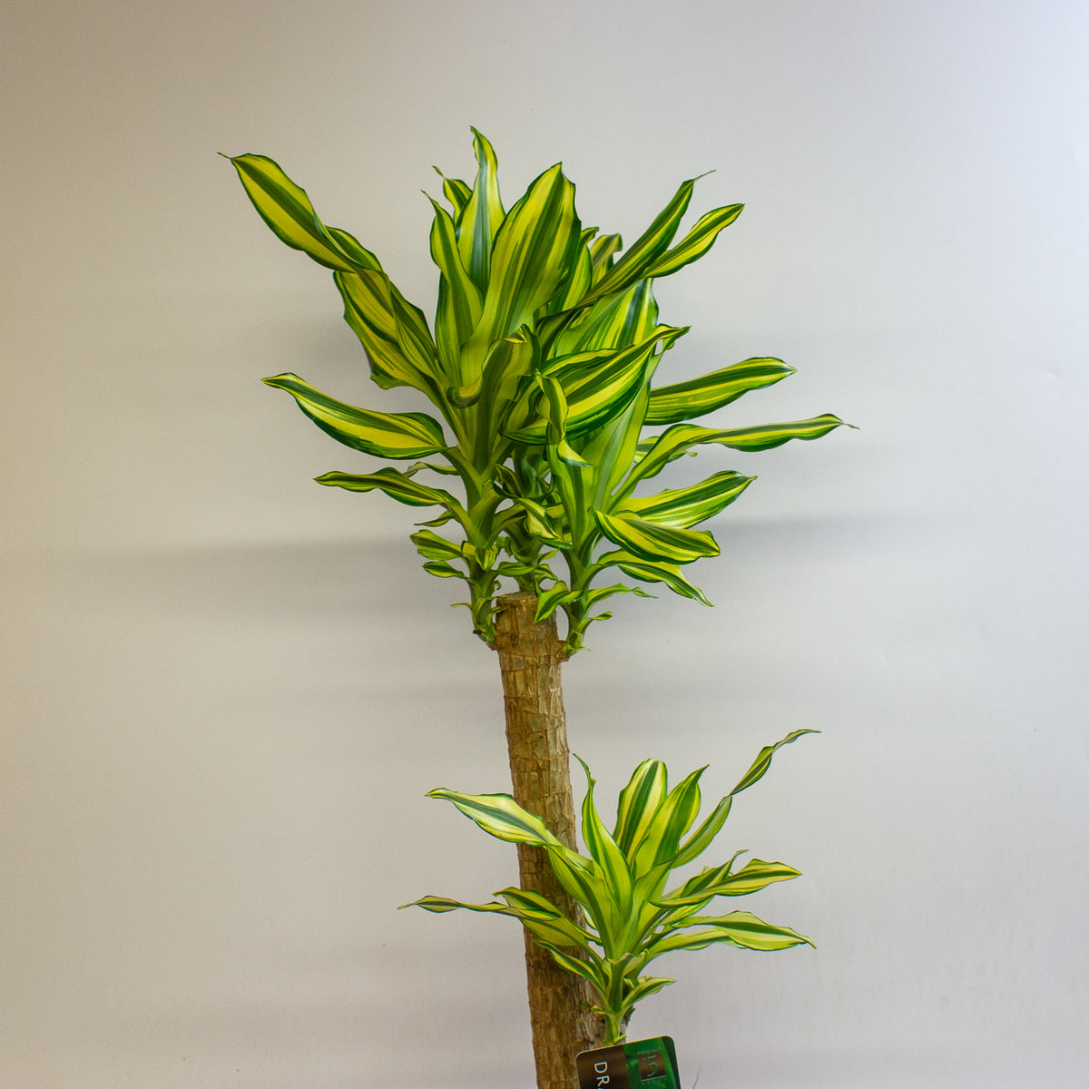 Dracaena Lemon and Lime 17cm H60cm