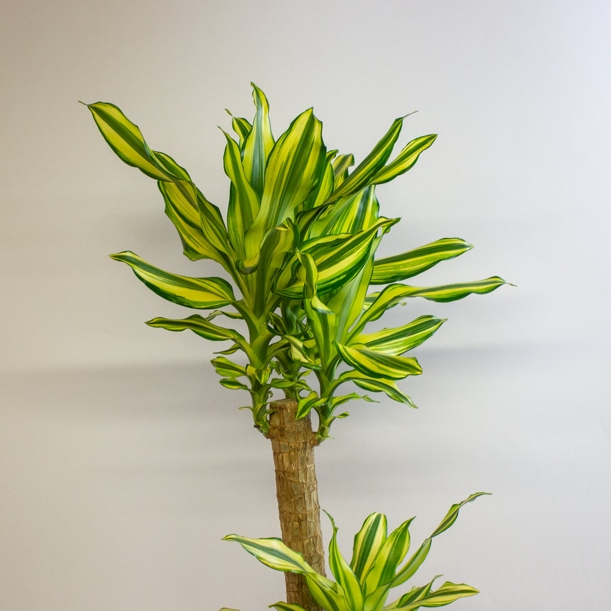 Dracaena Lemon and Lime 17cm H60cm