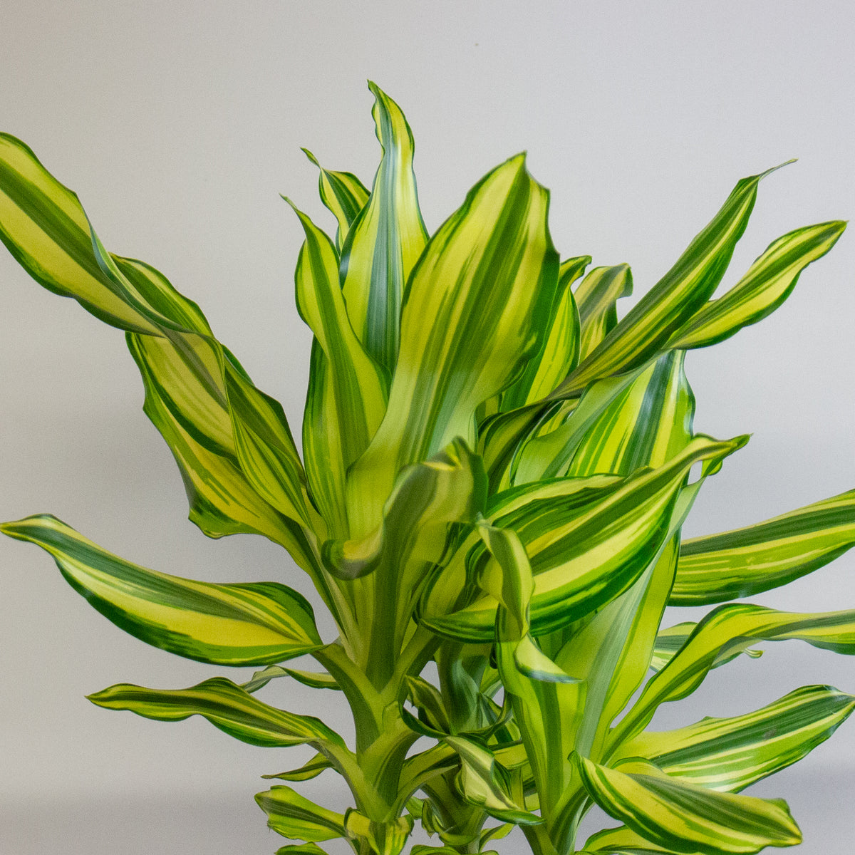 Dracaena Lemon and Lime 17cm H60cm