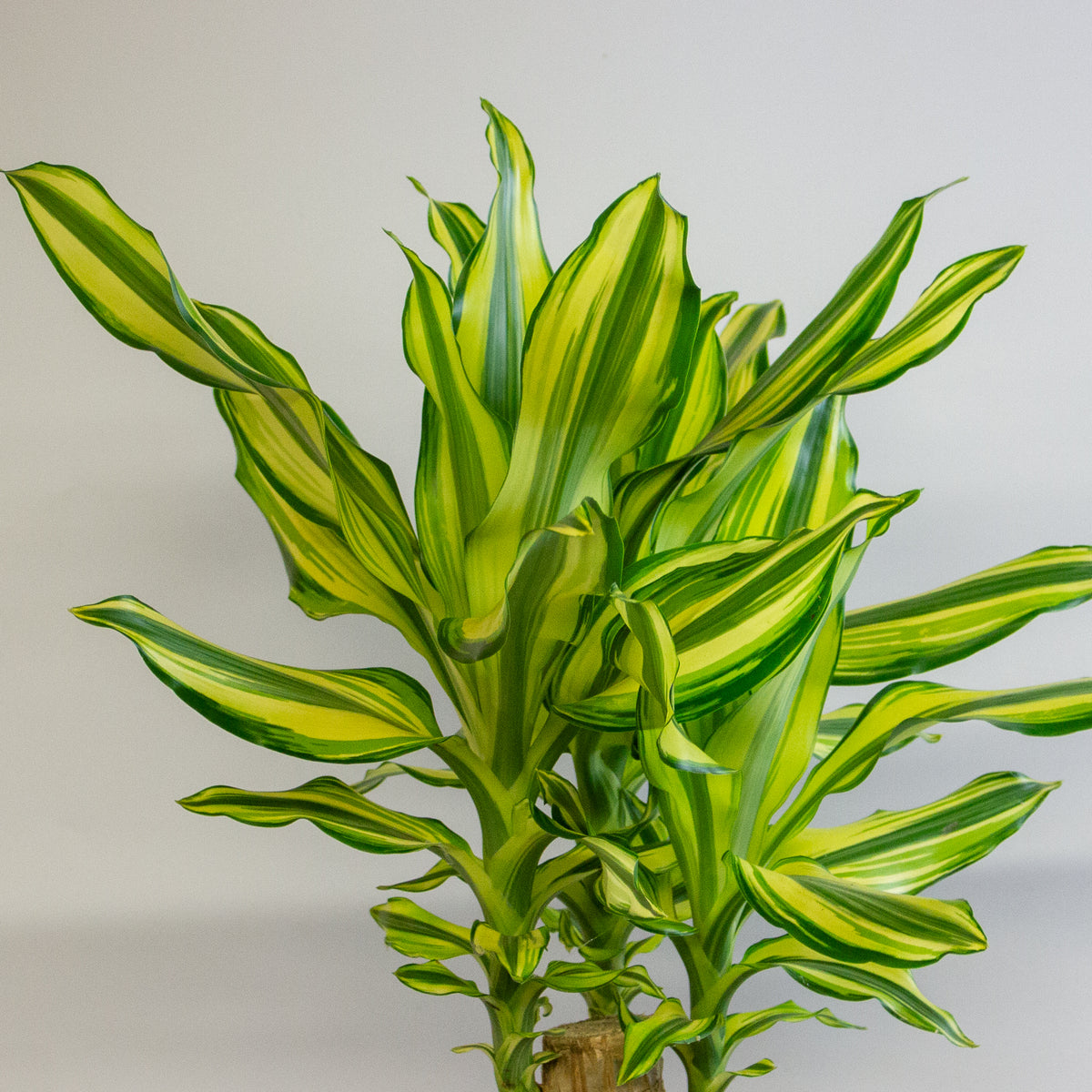 Dracaena Lemon and Lime 17cm H60cm