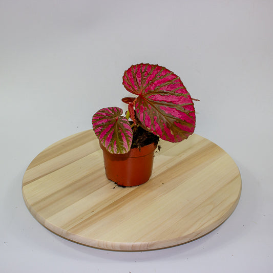 Begonia brevirimosa 10.5cm H15cm