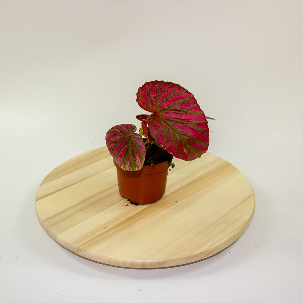 Begonia brevirimosa 10.5cm H15cm